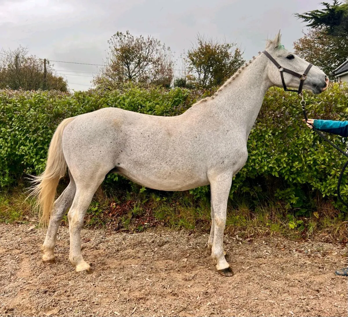 Broodmare for sale - Image 1