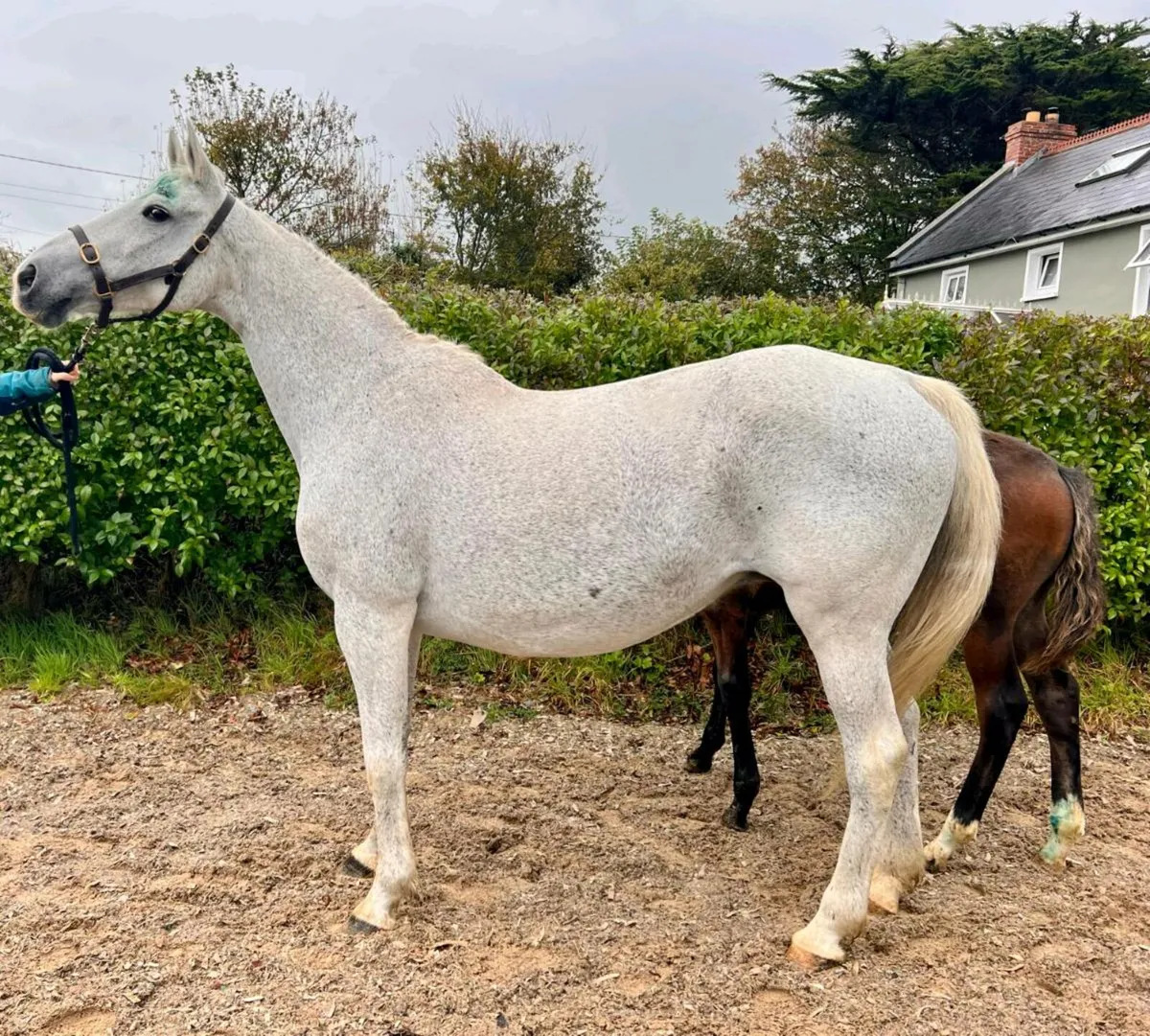 Broodmare for sale - Image 2