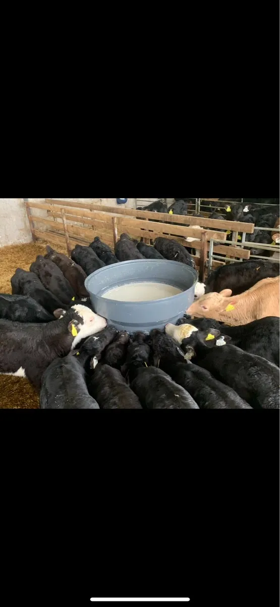 Looking for 5/10 suck calves