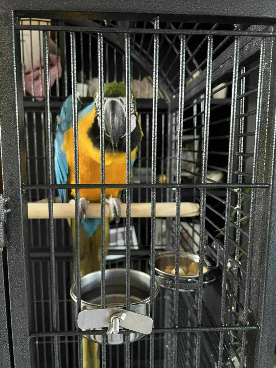 Macaw parrot for sale - Image 2