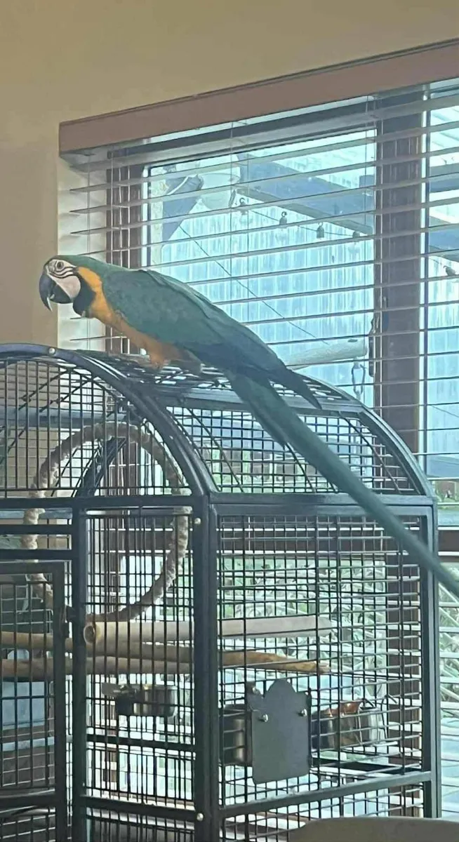 Macaw parrot for sale - Image 3