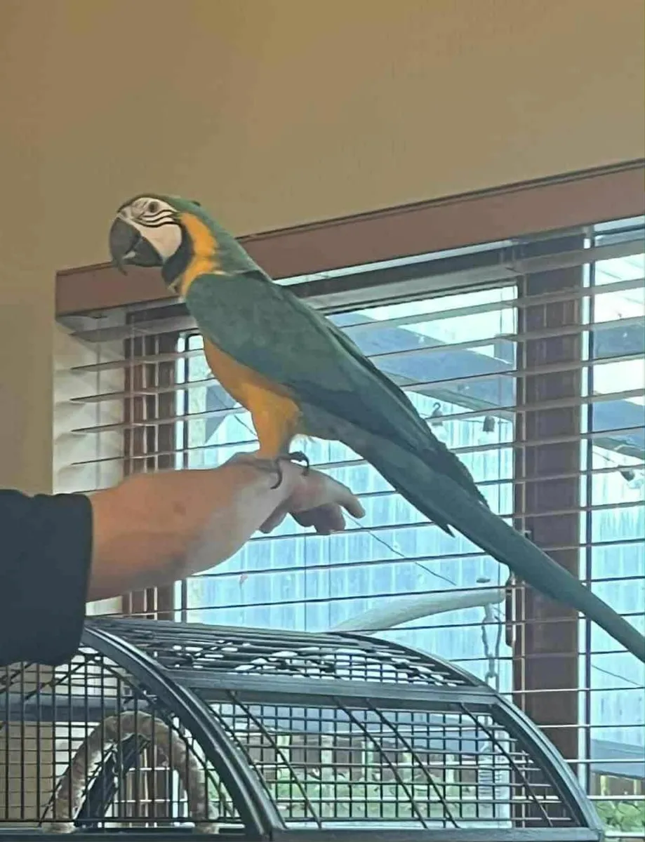 Macaw parrot for sale - Image 4