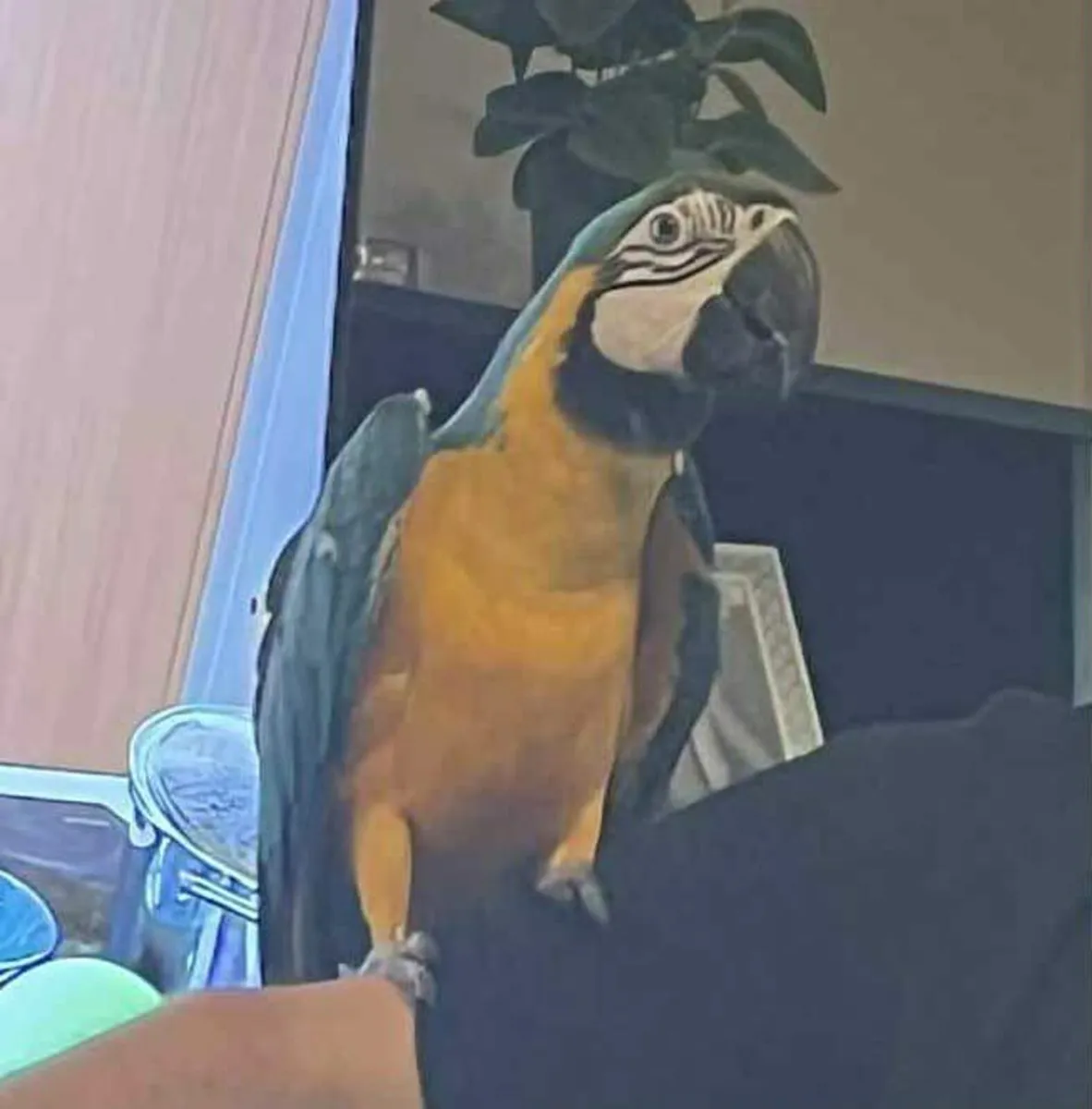 Macaw parrot for sale - Image 1