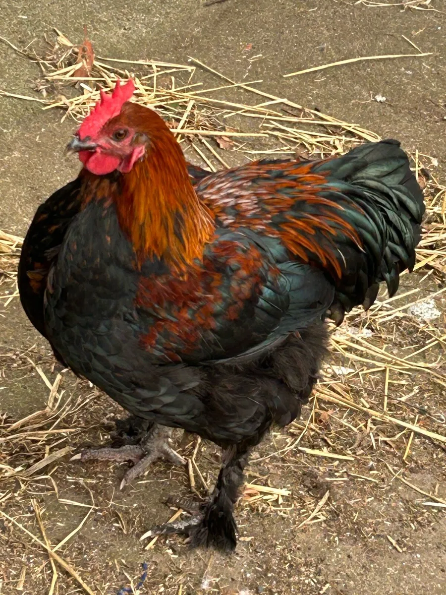 French Copper Roosters - Image 1