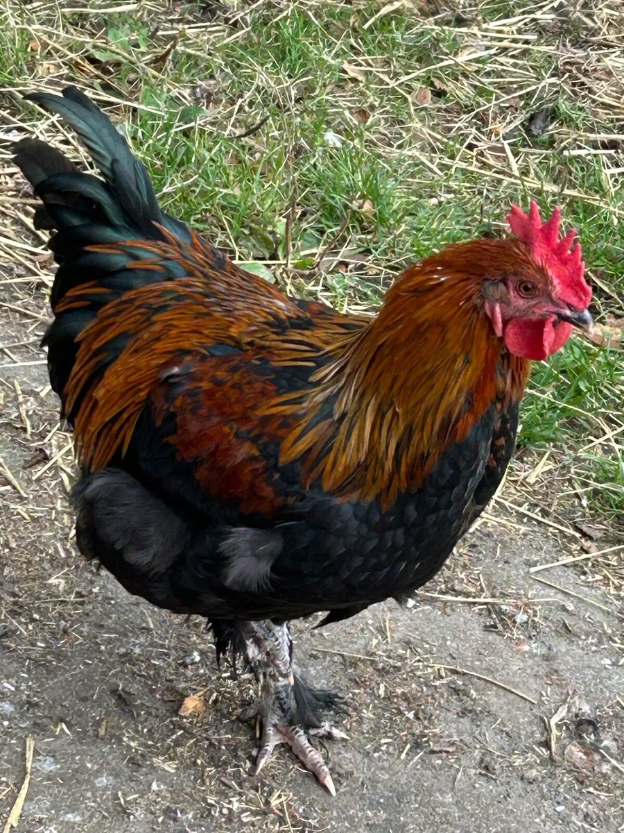 French Copper Roosters - Image 2
