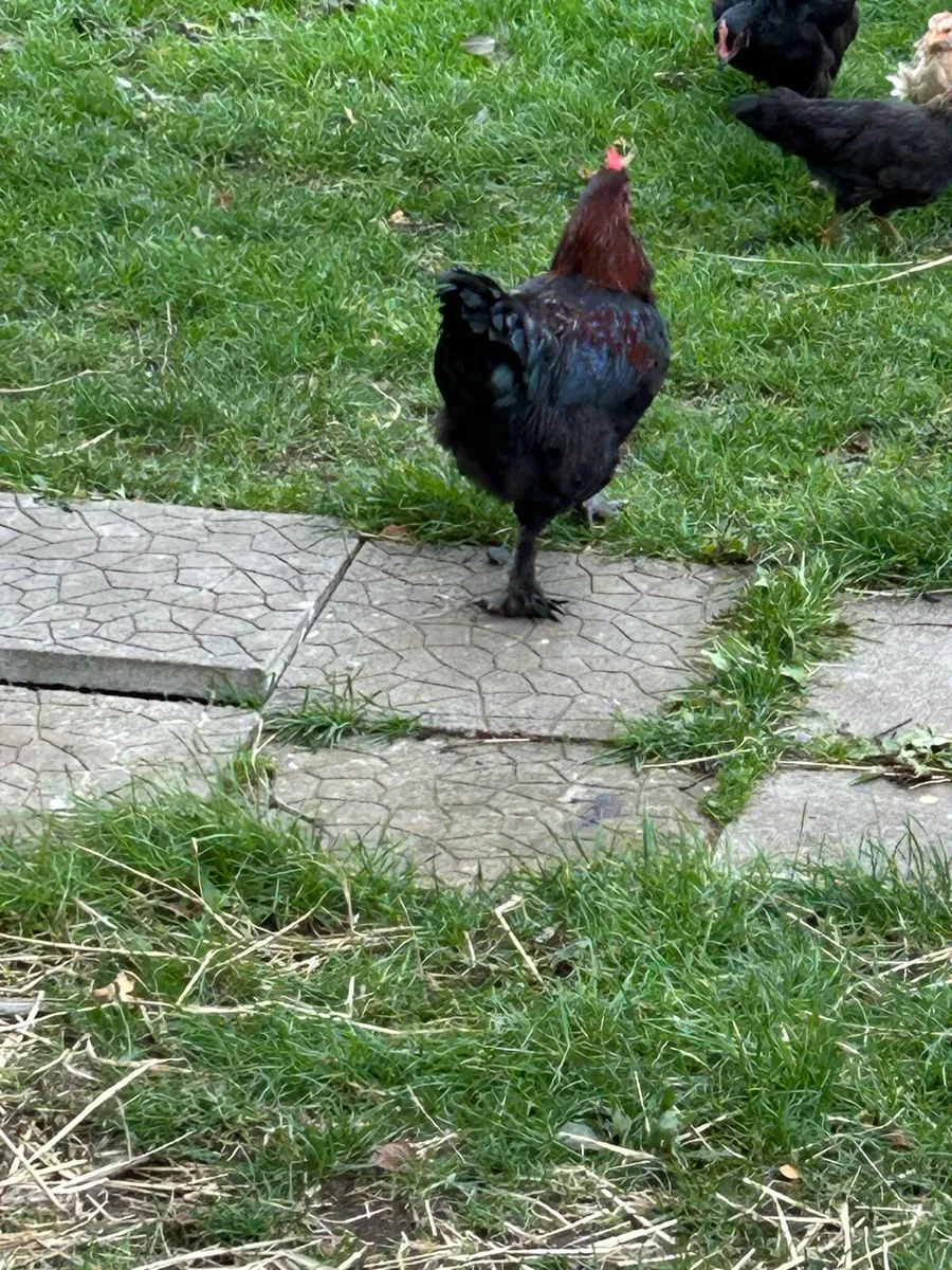 French Copper Roosters - Image 3