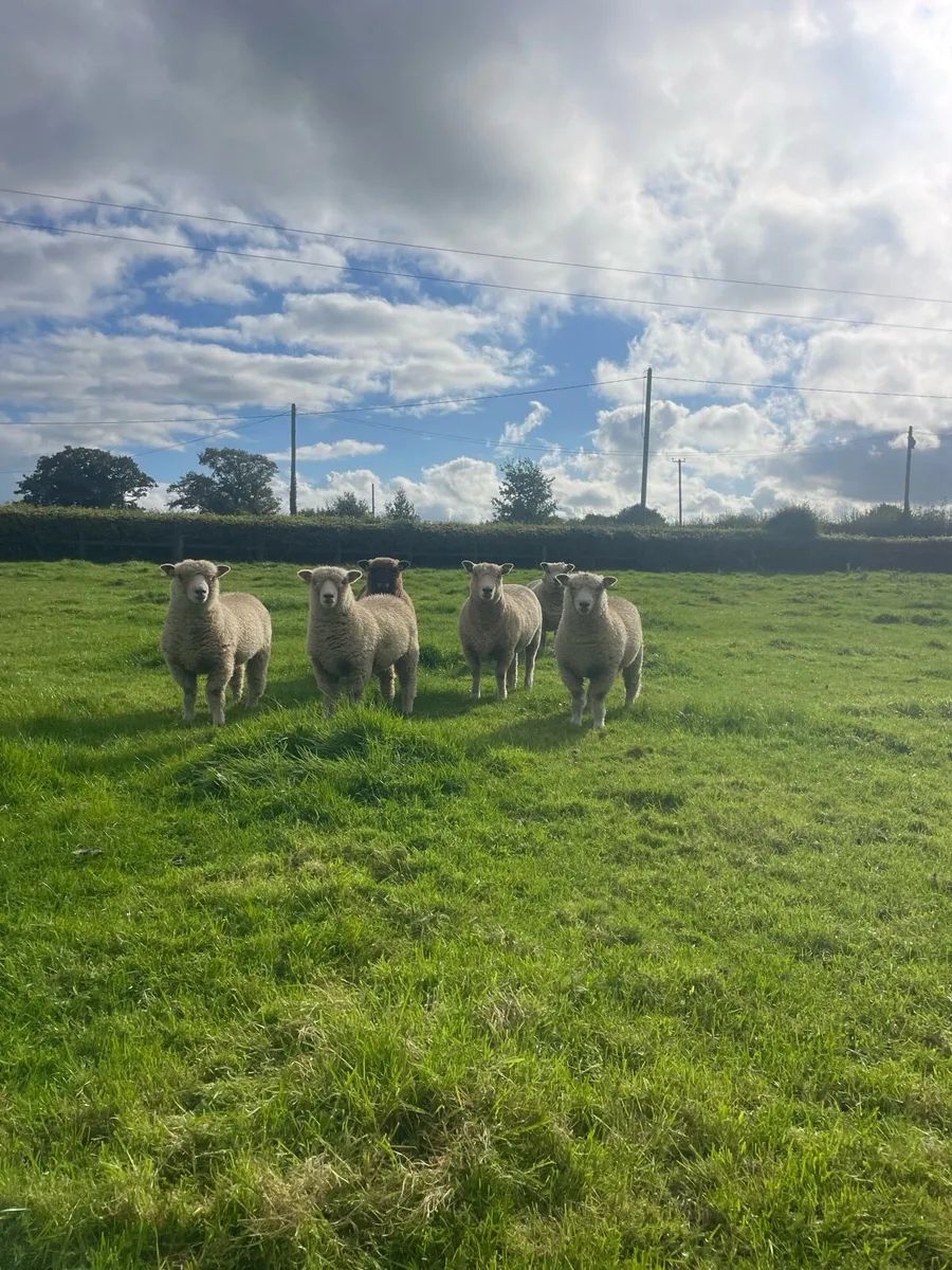 PB Ryeland Starter Flock - Image 2