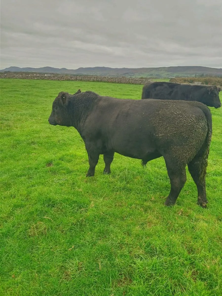 Pedigree Angus Bulls and Heifer's - Image 1