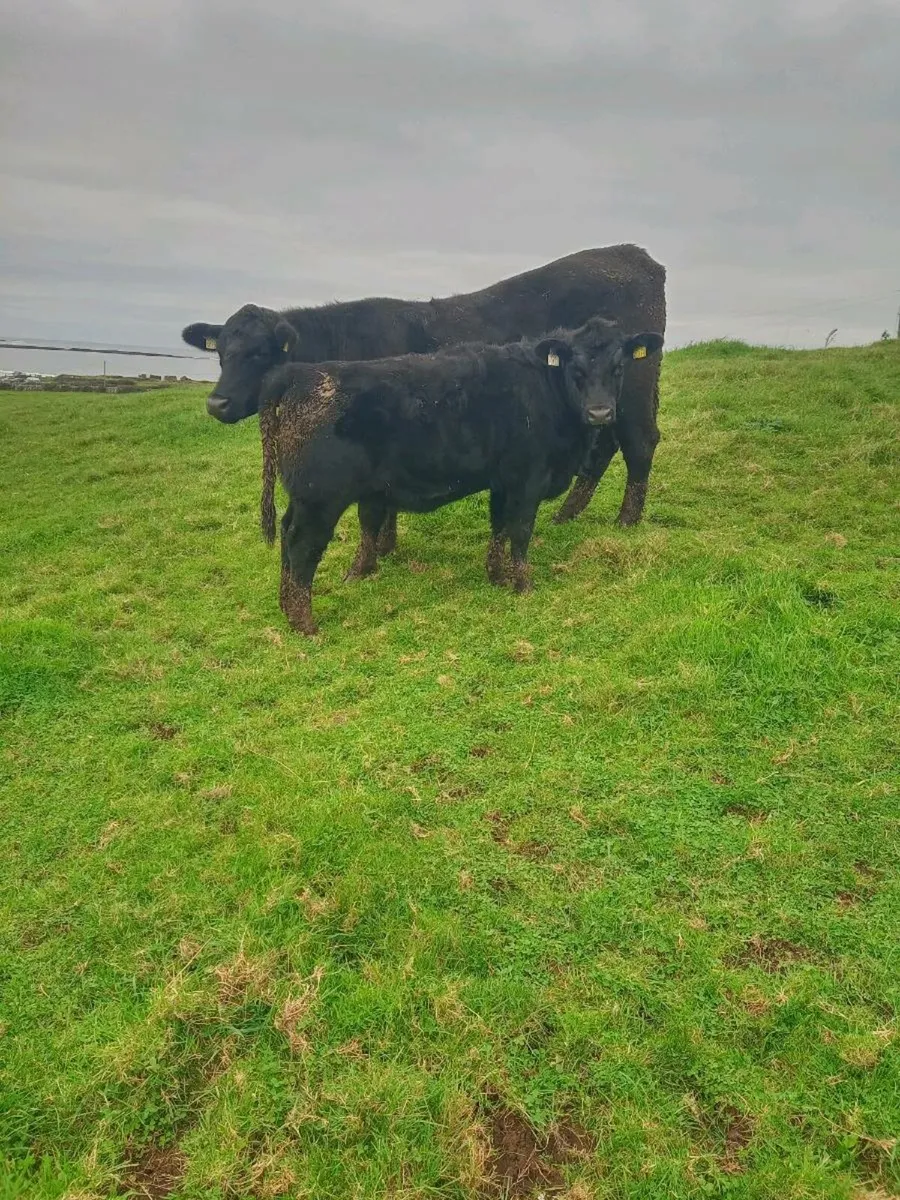 Pedigree Angus Bulls and Heifer's - Image 3