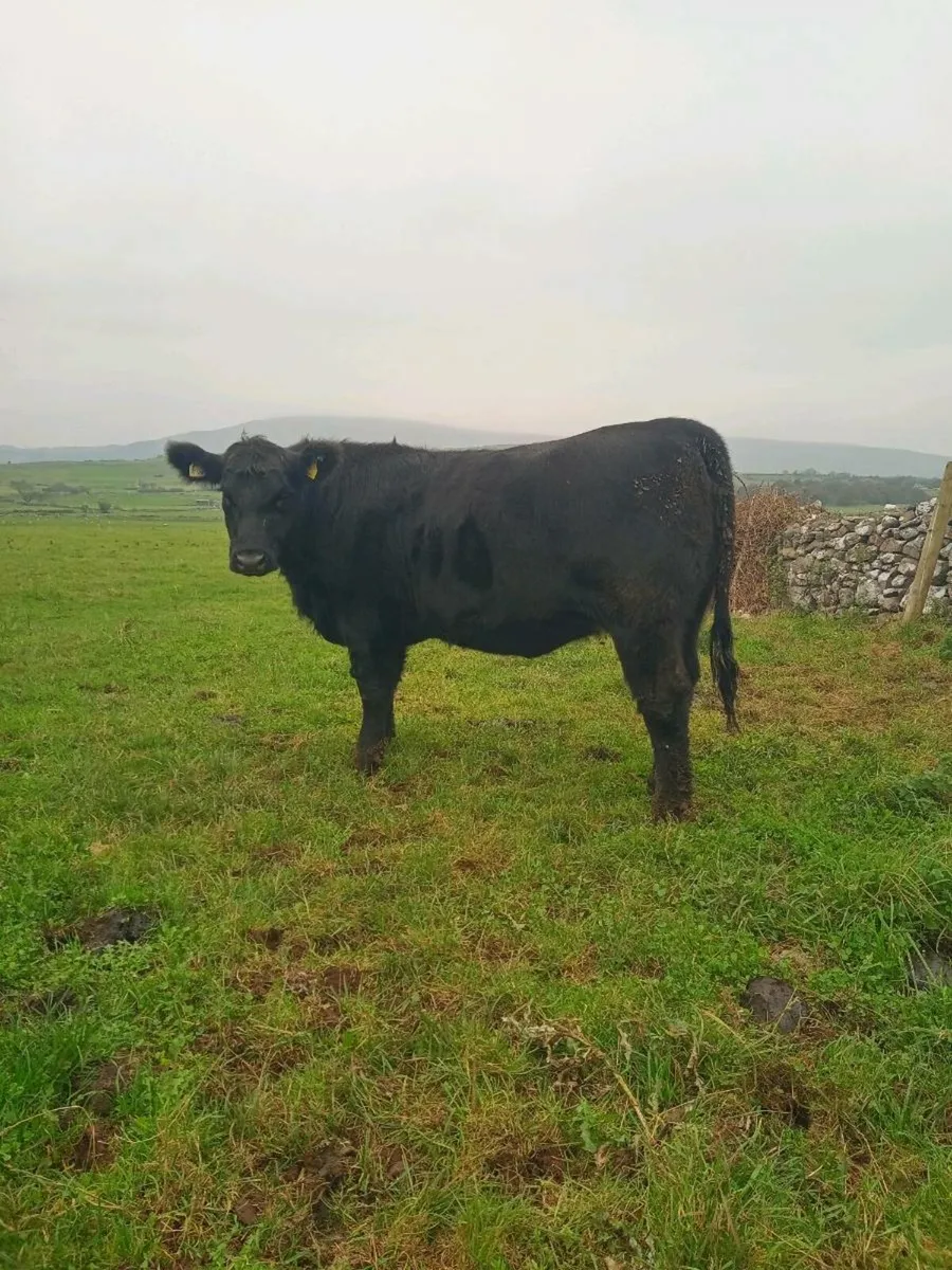 Pedigree Angus Bulls and Heifer's - Image 4