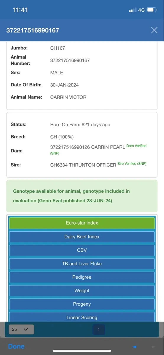 Pedigree Charolais Bull - Image 3