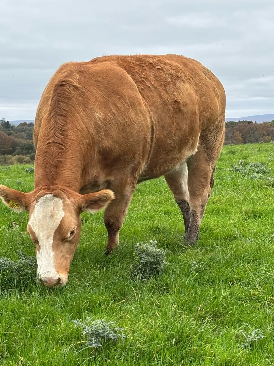 Super Incalf Heifers - Image 1