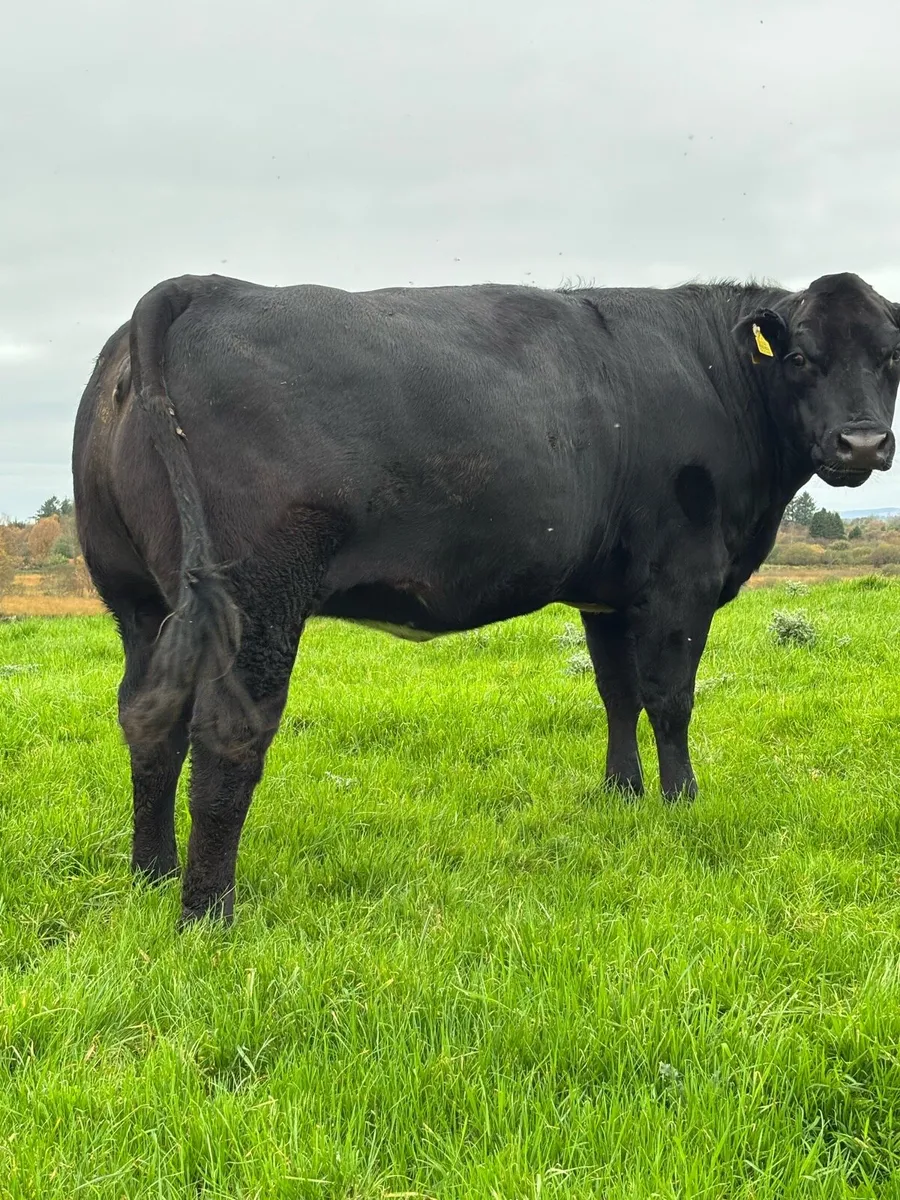 Super Incalf Heifers - Image 2