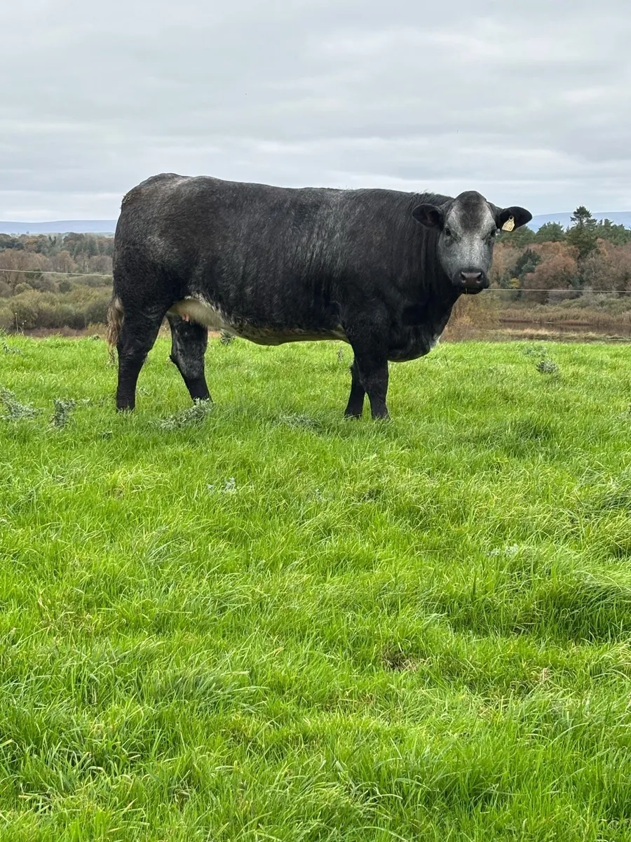 Super Incalf Heifers - Image 3