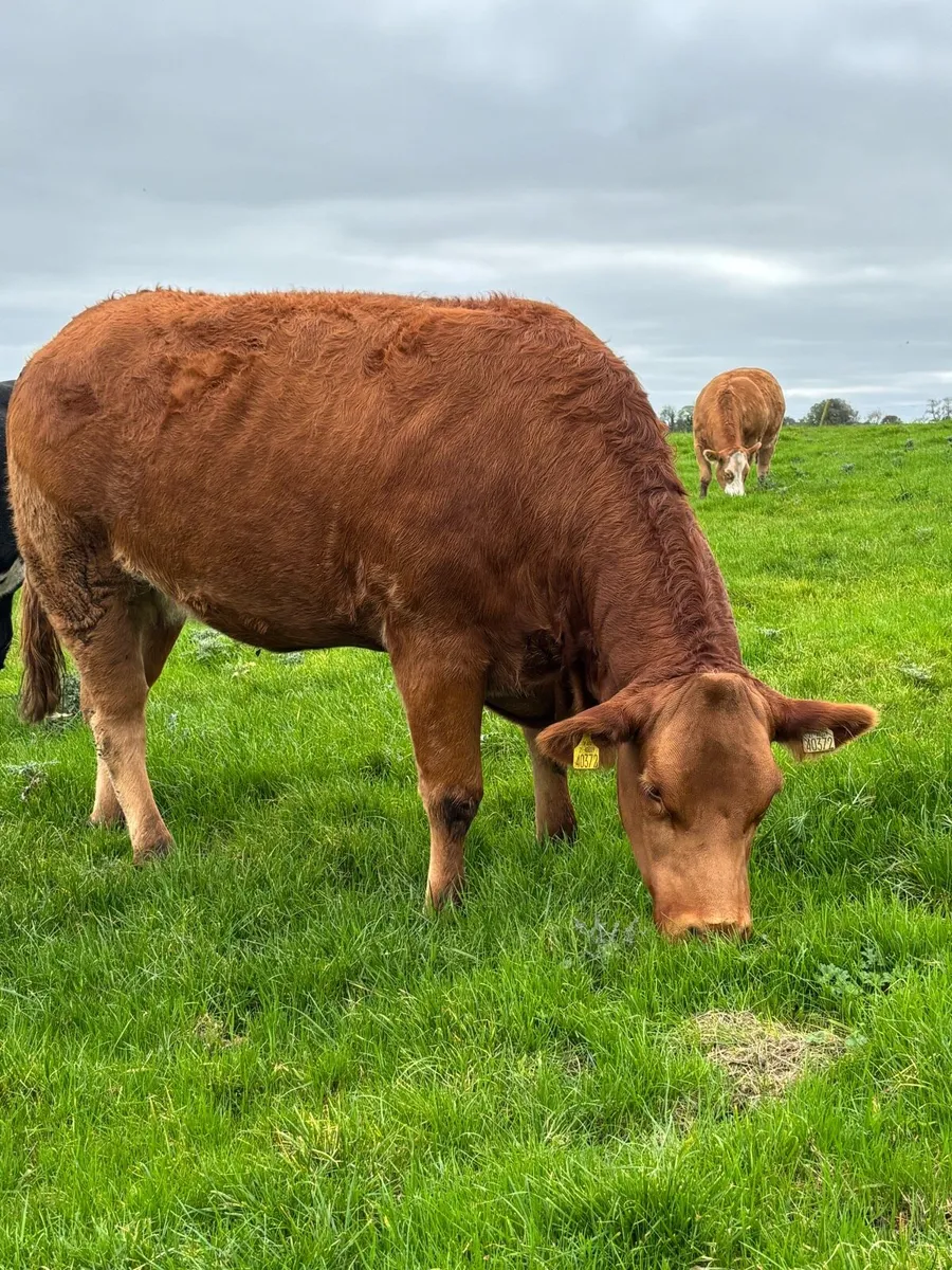 Super Incalf Heifers - Image 4