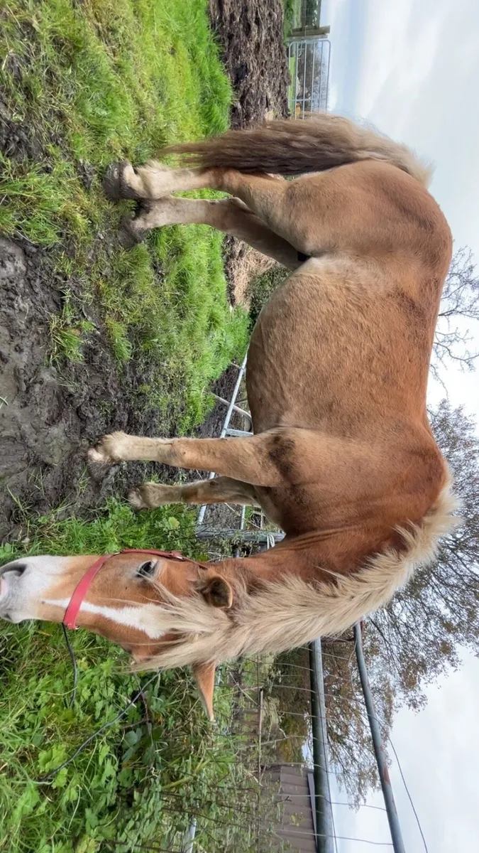 halfinger mare - Image 2