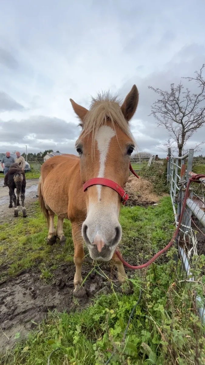halfinger mare - Image 1