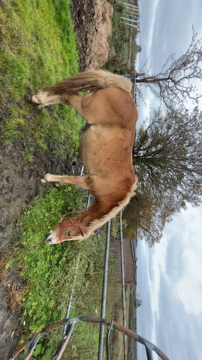 halfinger mare - Image 3