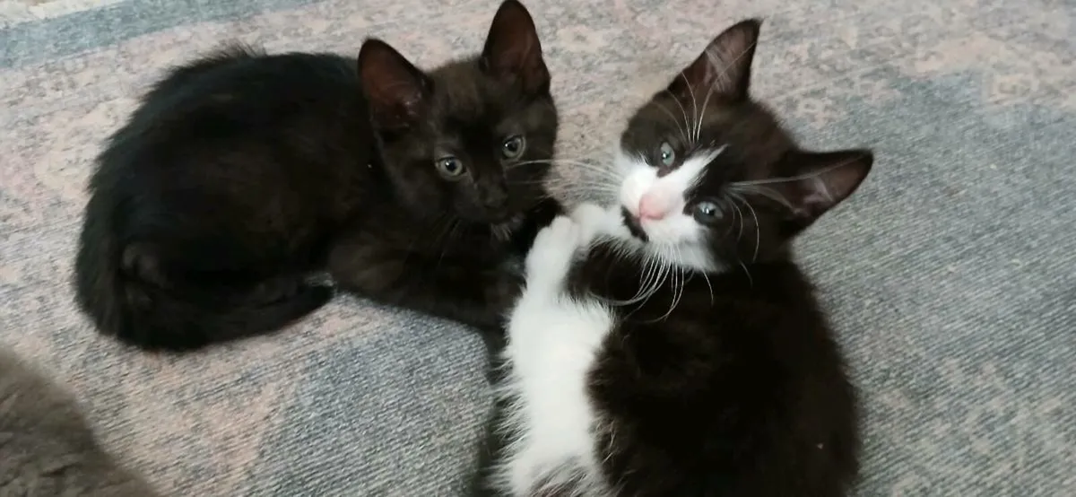Beautiful kittens💗 - Image 1