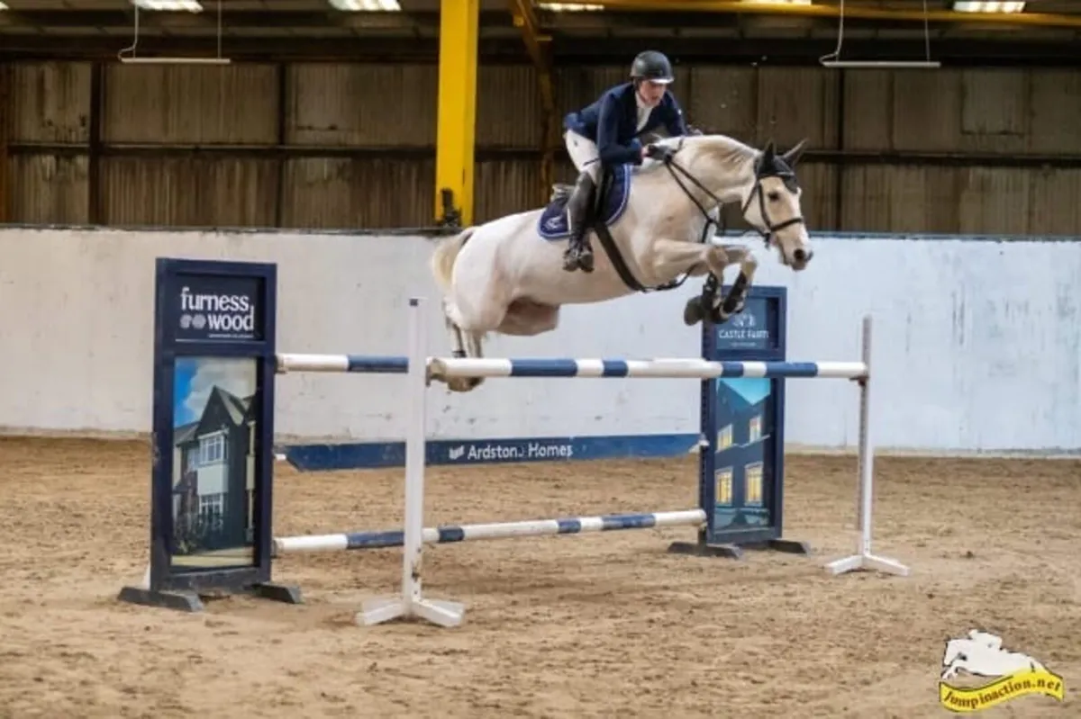 Grade A showjumper - Image 1