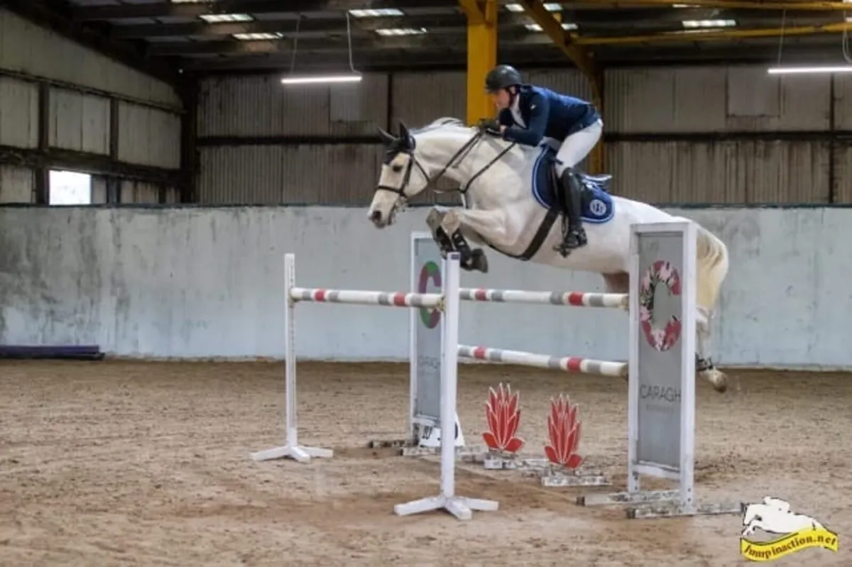 Grade A showjumper - Image 2