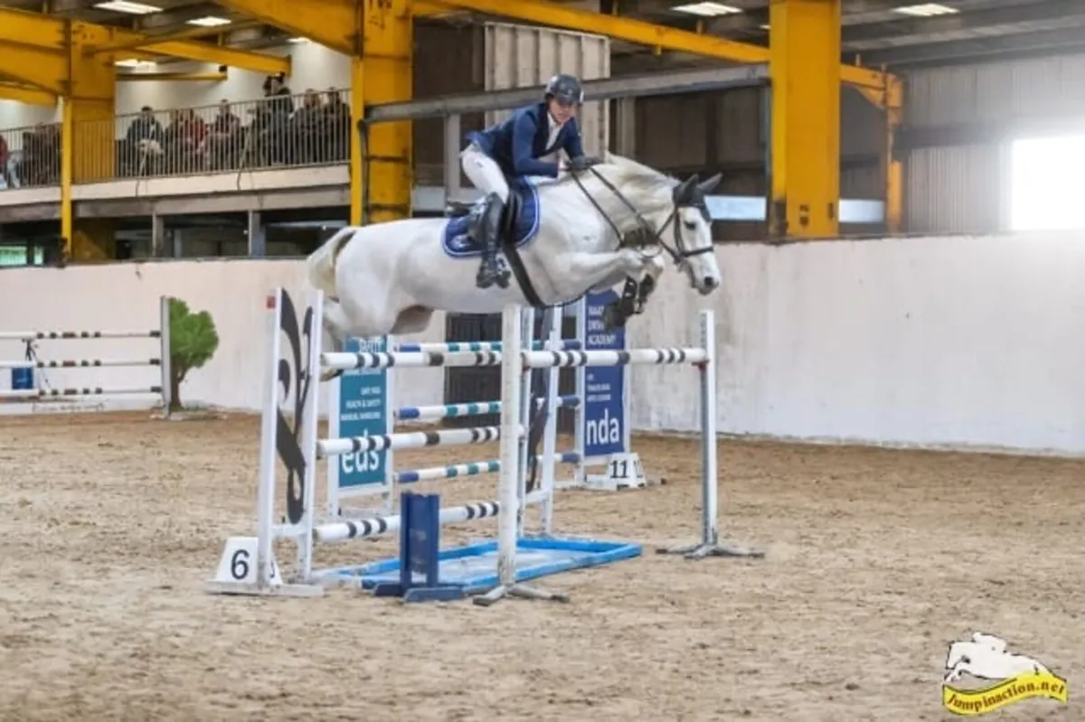 Grade A showjumper - Image 3