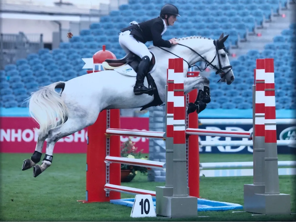 Grade A showjumper - Image 4