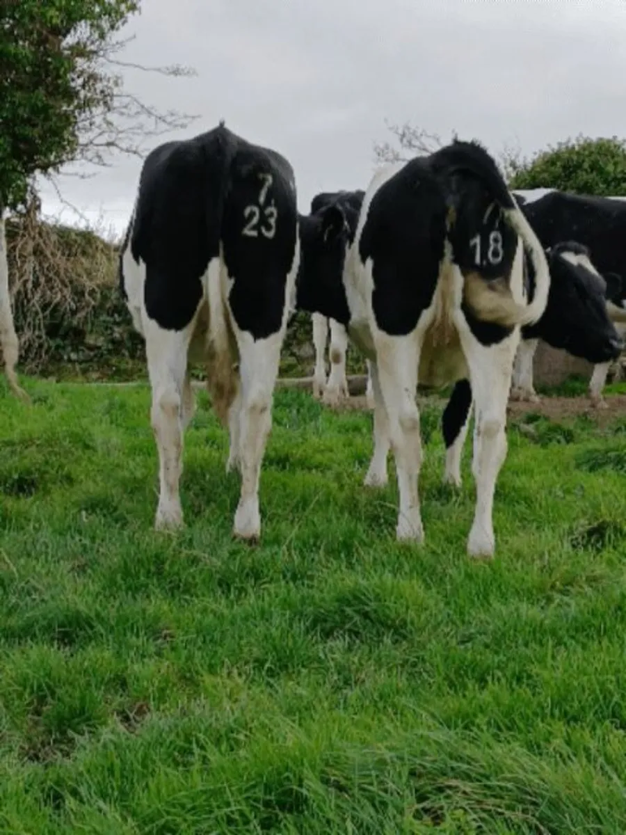 Incalf Heifers - Image 2