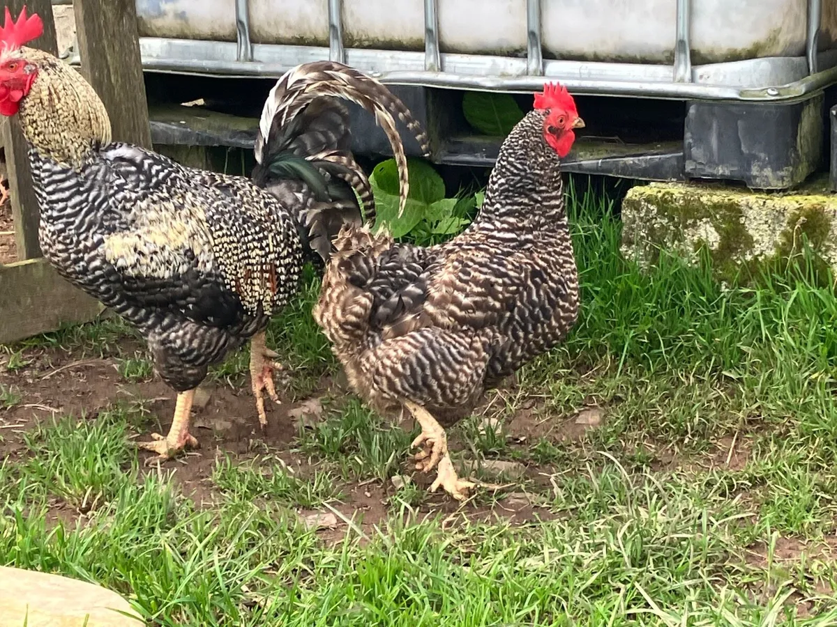 Hens and rooster - Image 1