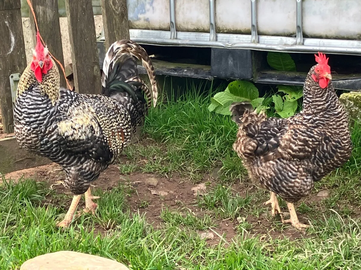 Hens and rooster - Image 2