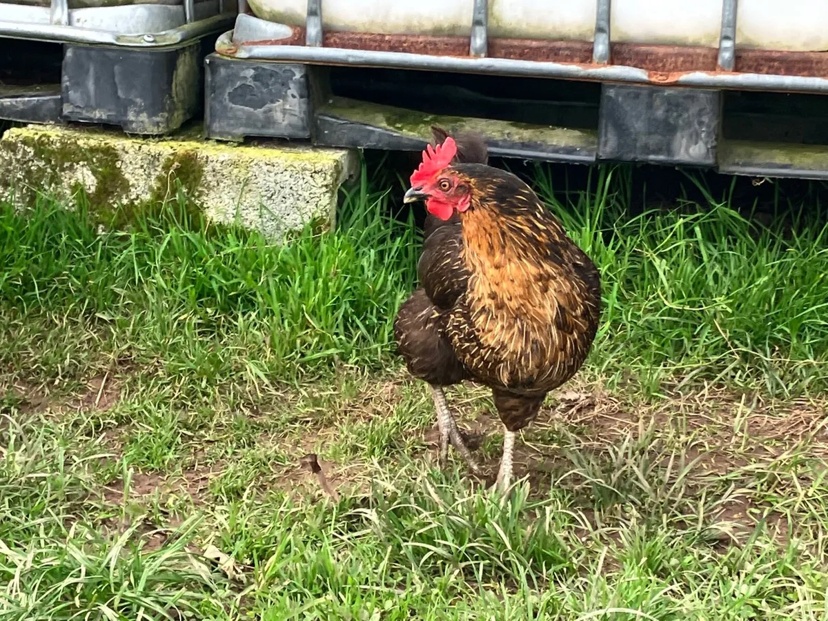 Hens and rooster - Image 3