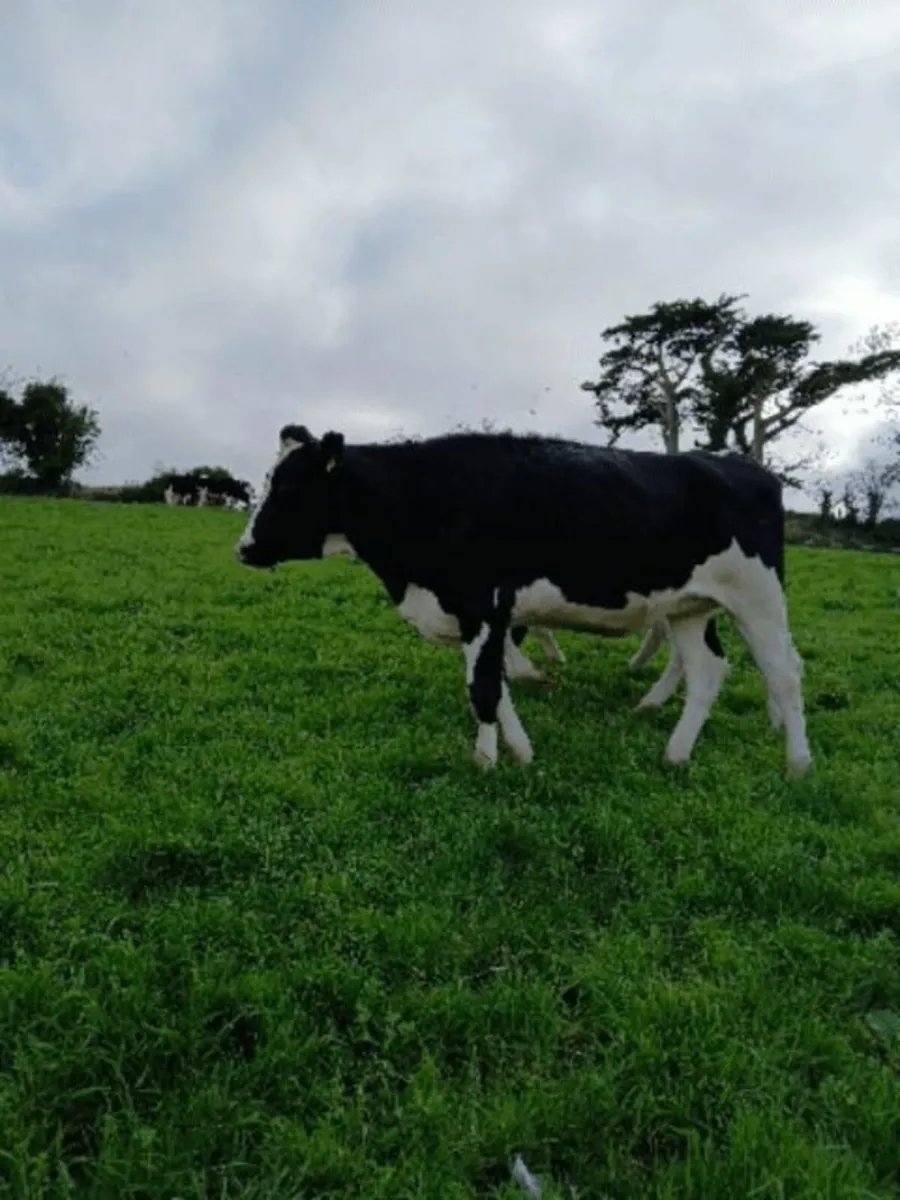 Incalf Heifers - Image 3