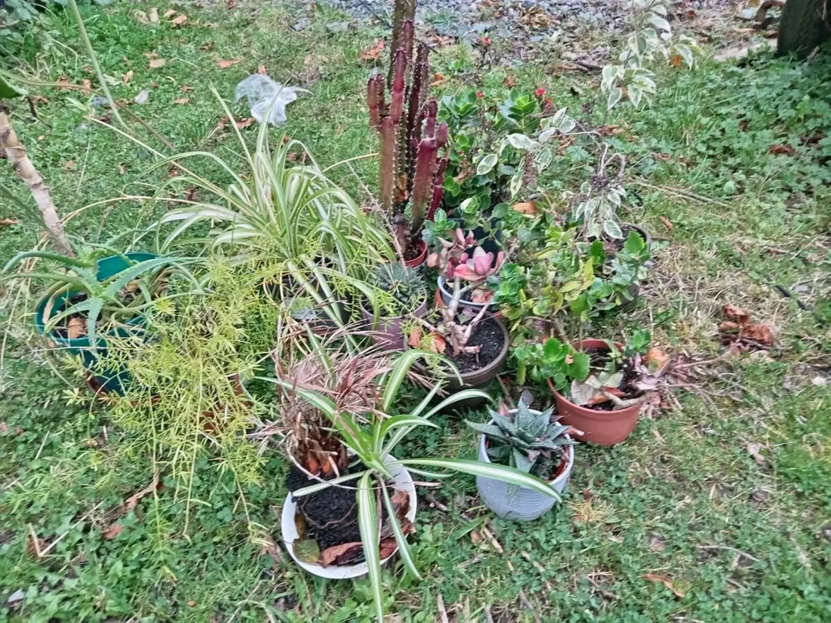 House plants. Free.