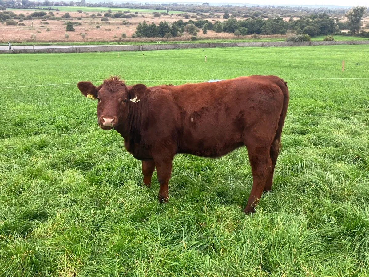 Weanlings - Image 2