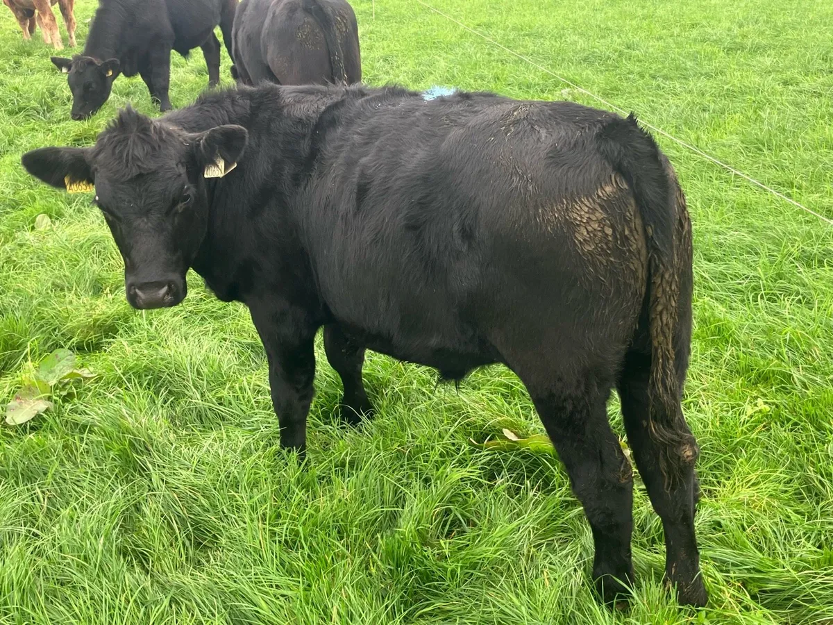 Weanlings - Image 3