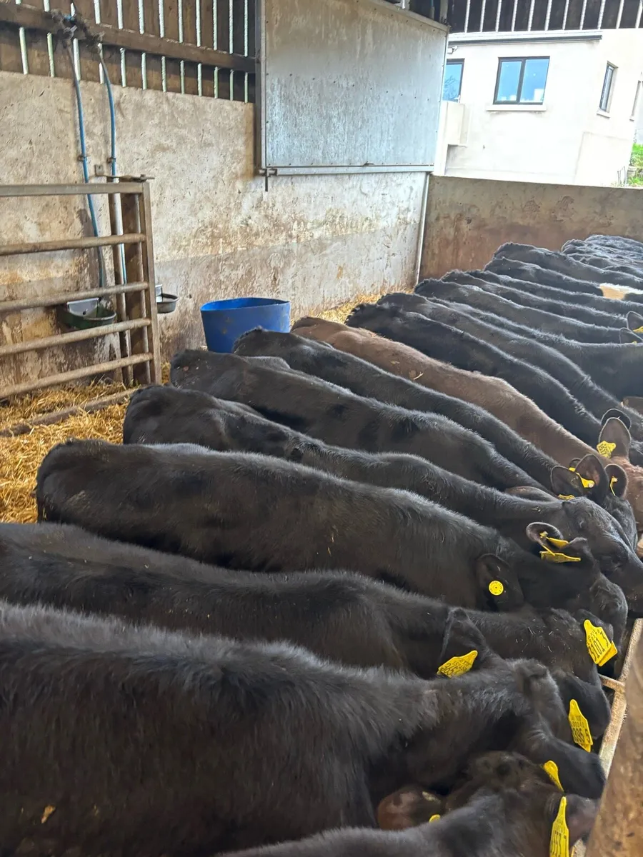 AA calves - Image 1