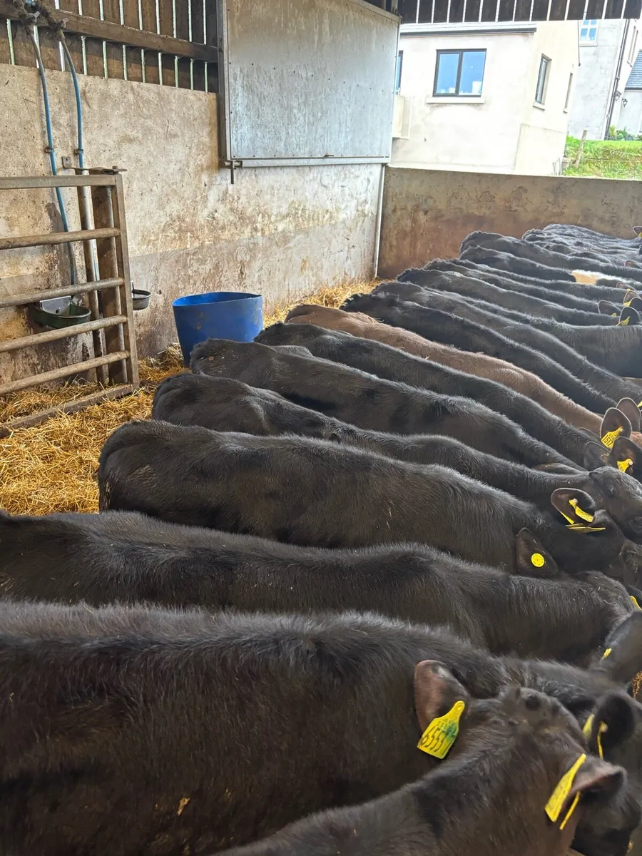AA calves - Image 2