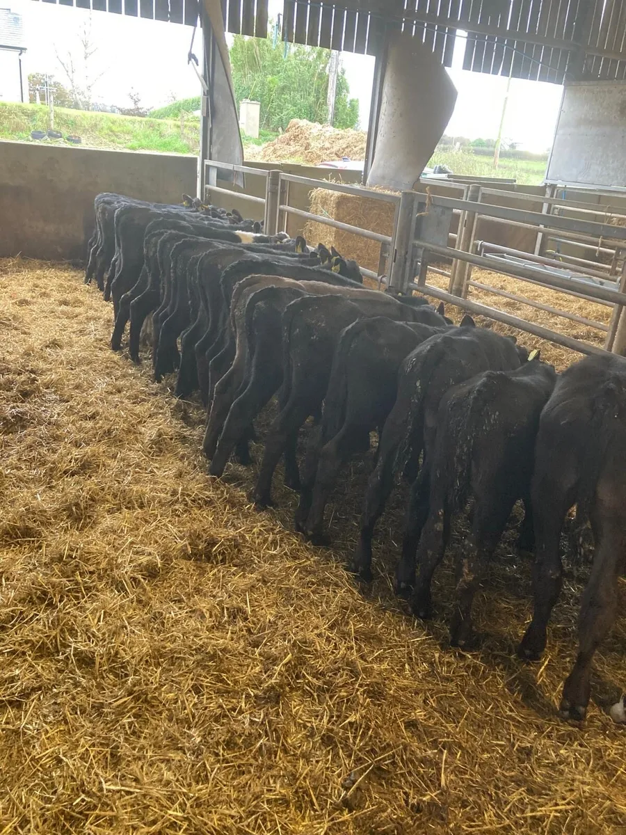 AA calves - Image 4