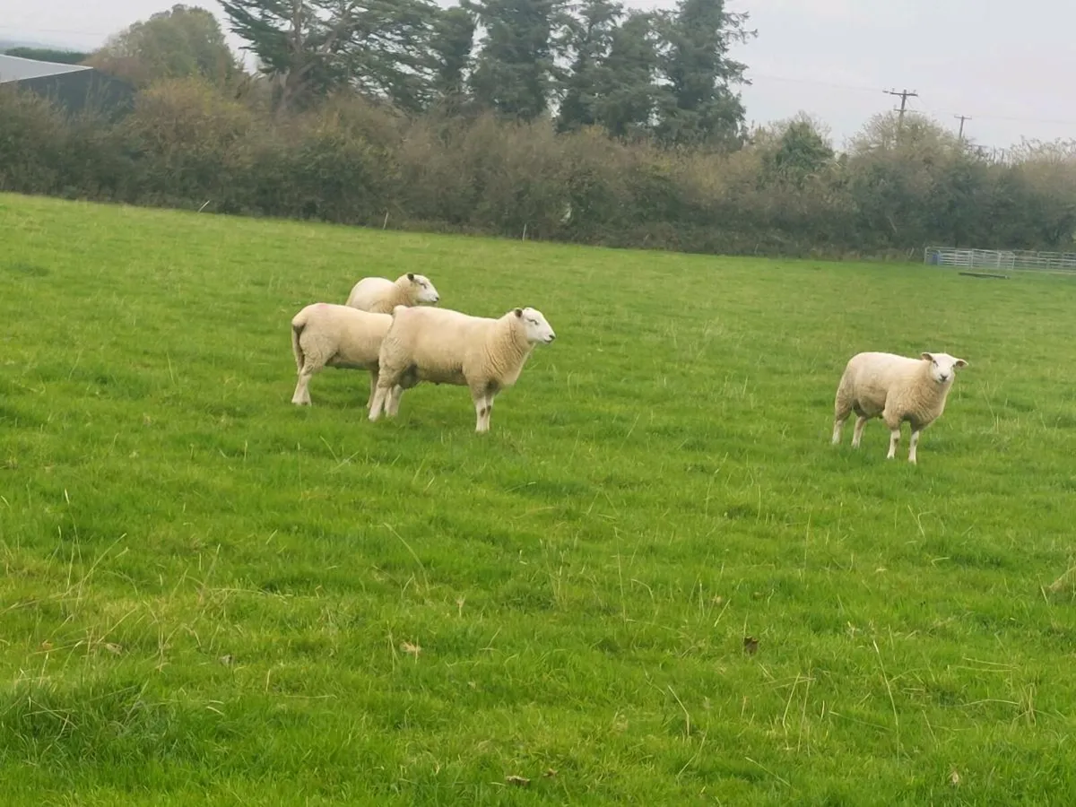 Purebred belclare ram lambs non reg - Image 1