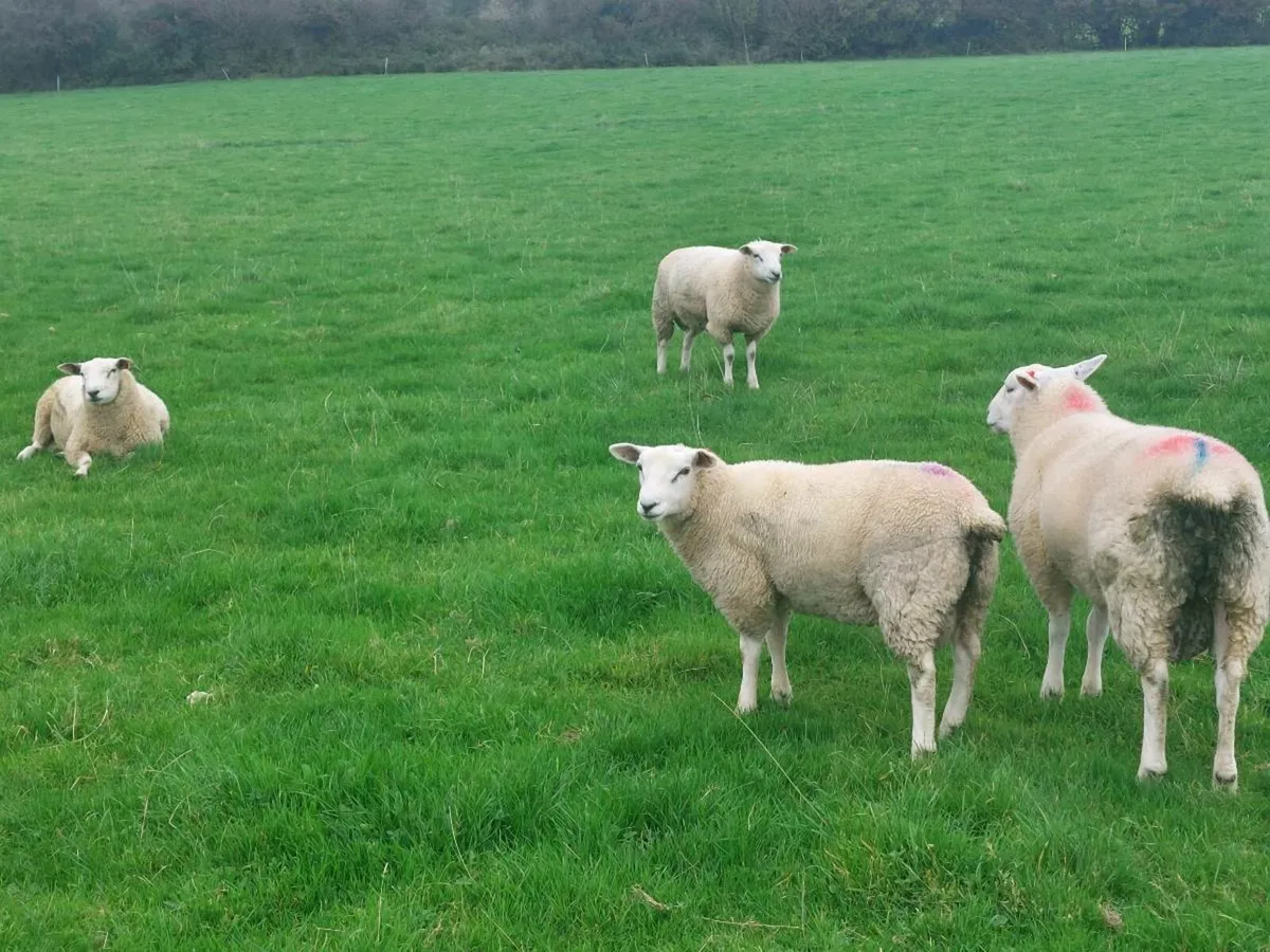 Purebred belclare ram lambs non reg - Image 2