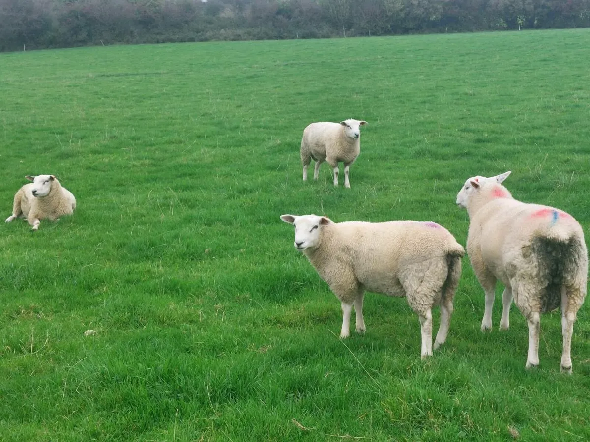 Purebred belclare ram lambs non reg - Image 3