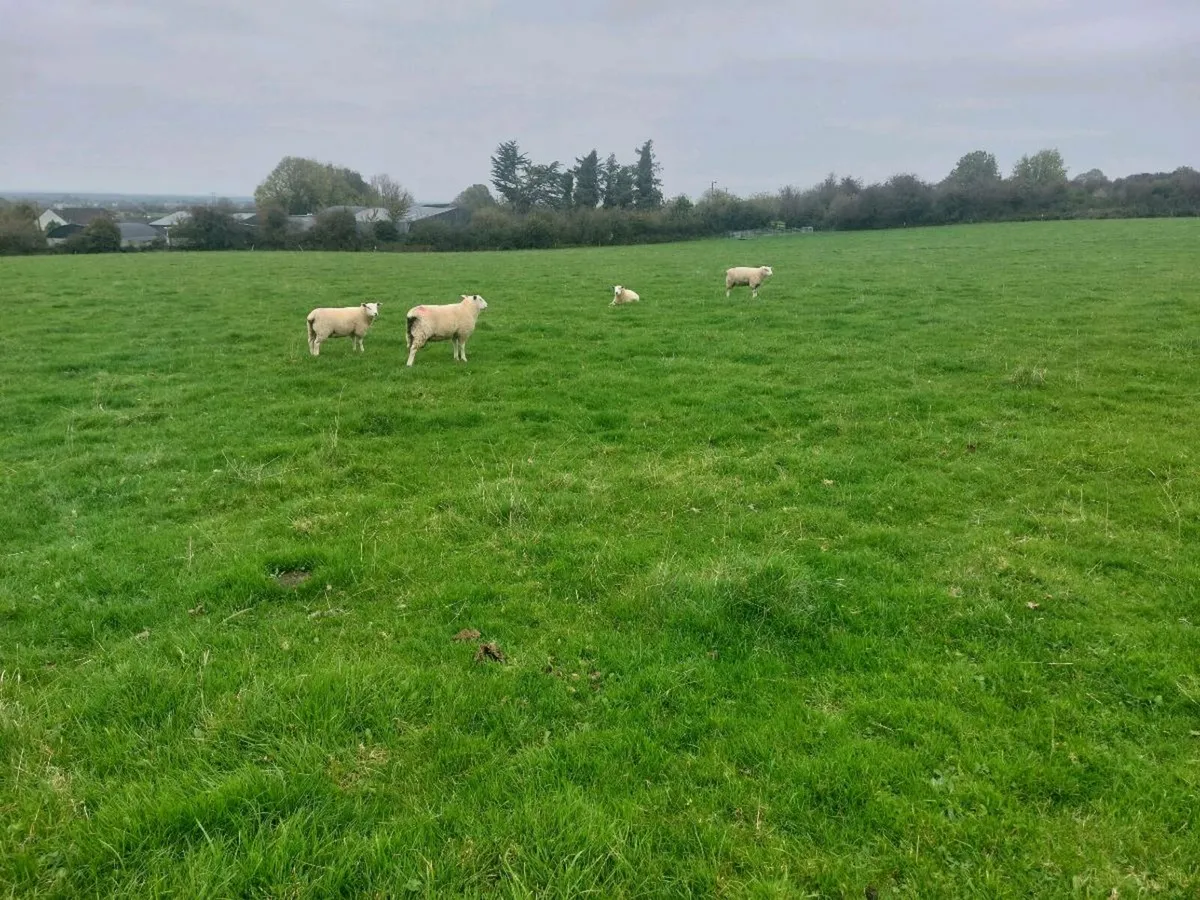 Purebred belclare ram lambs non reg - Image 4