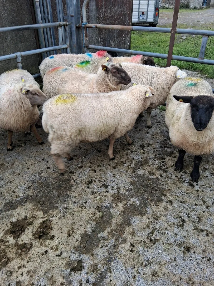 Ewe lambs - Image 1