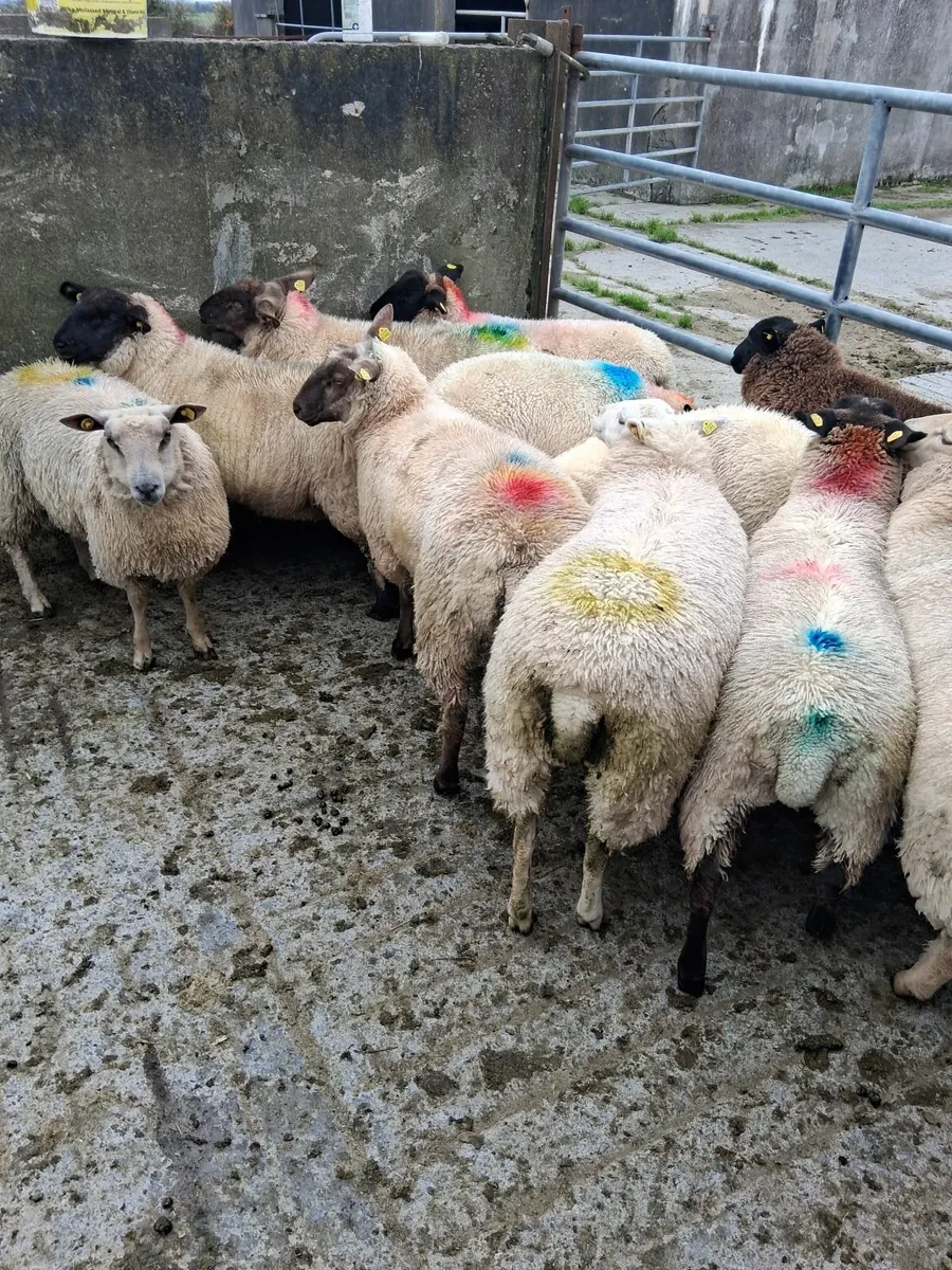 Ewe lambs - Image 2