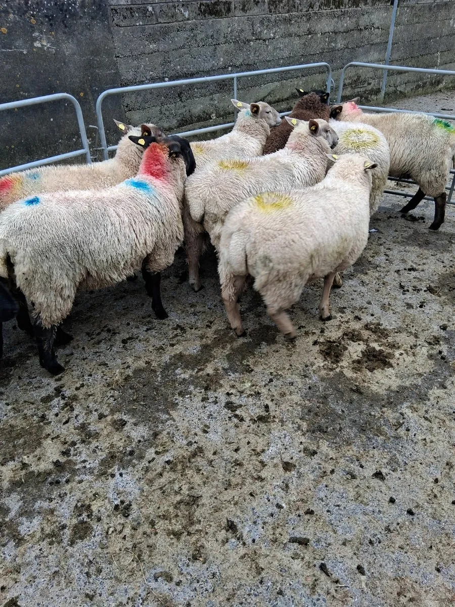 Ewe lambs - Image 3