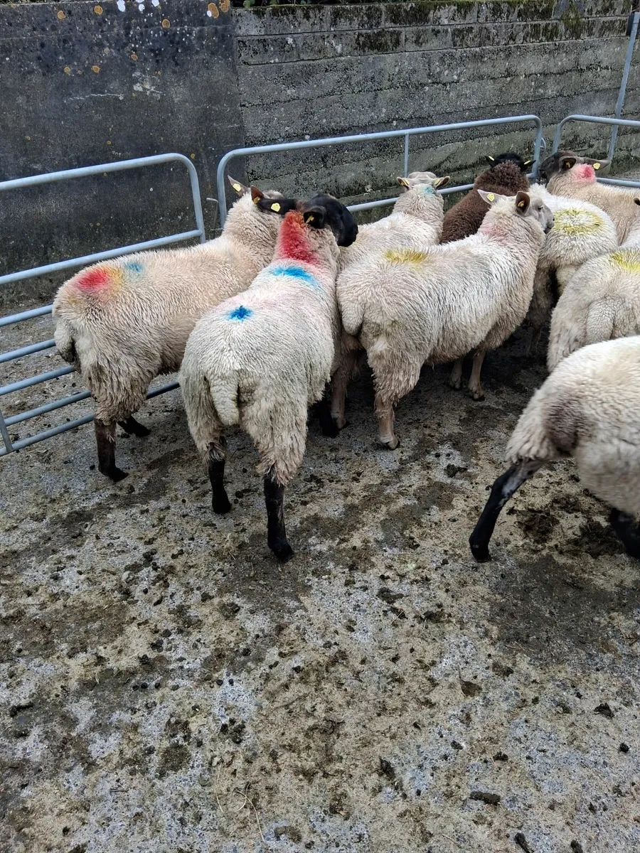 Ewe lambs - Image 4