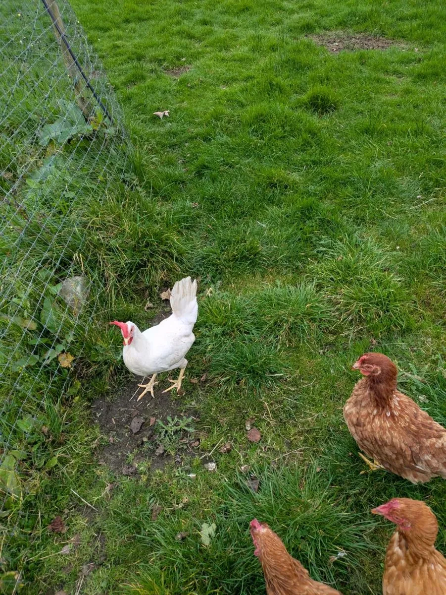 Hens - Image 1
