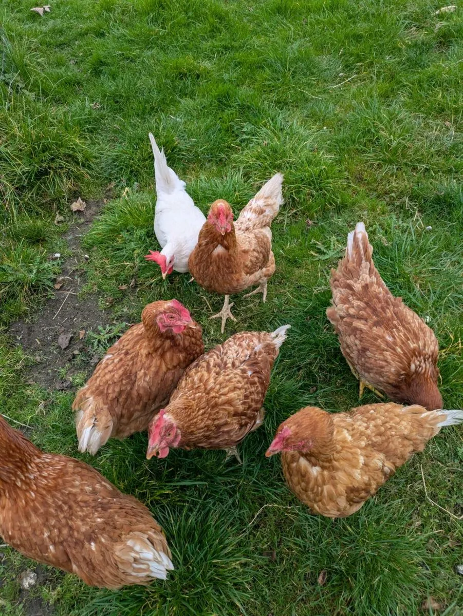 Hens - Image 2