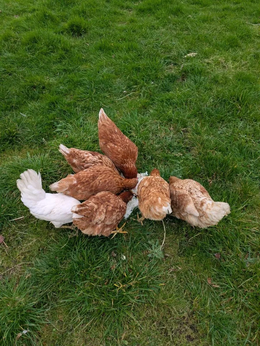 Hens - Image 3