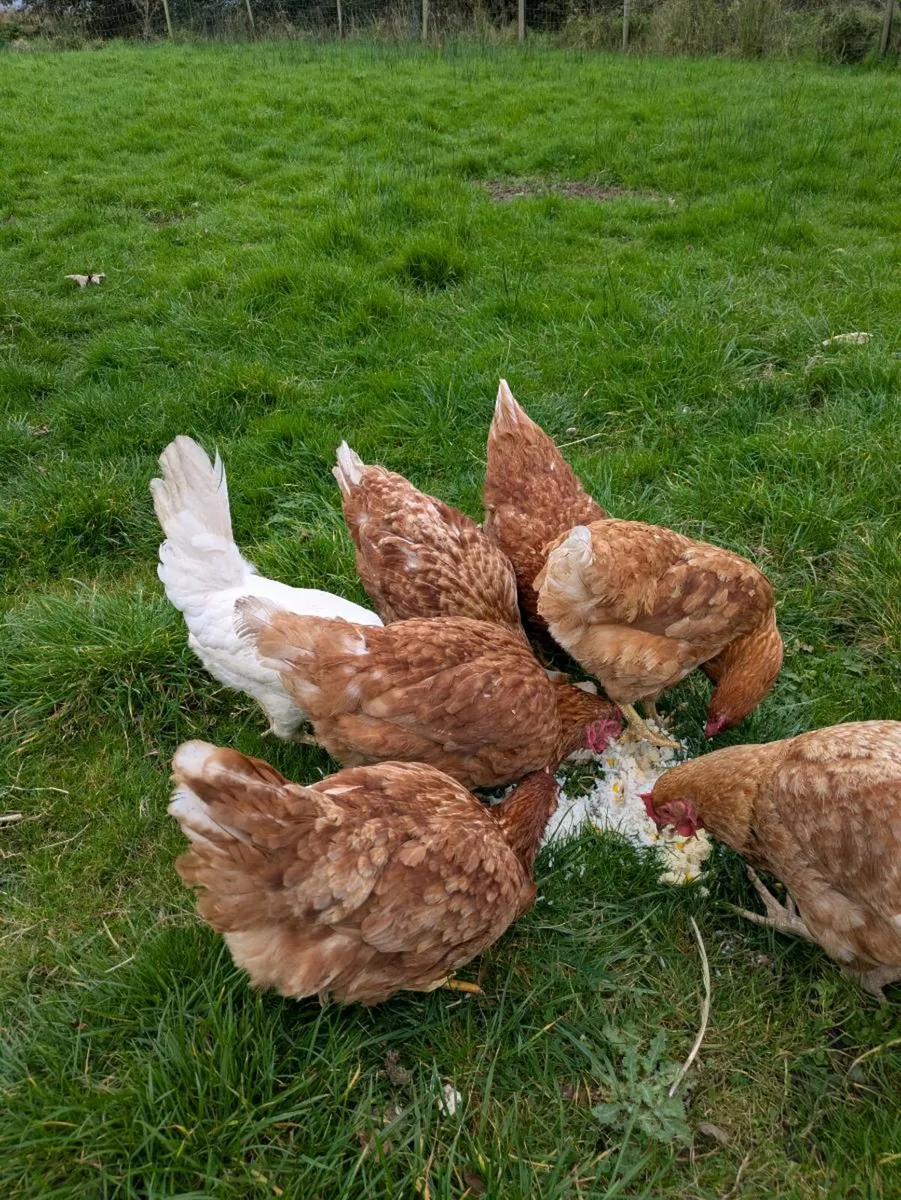 Hens - Image 4